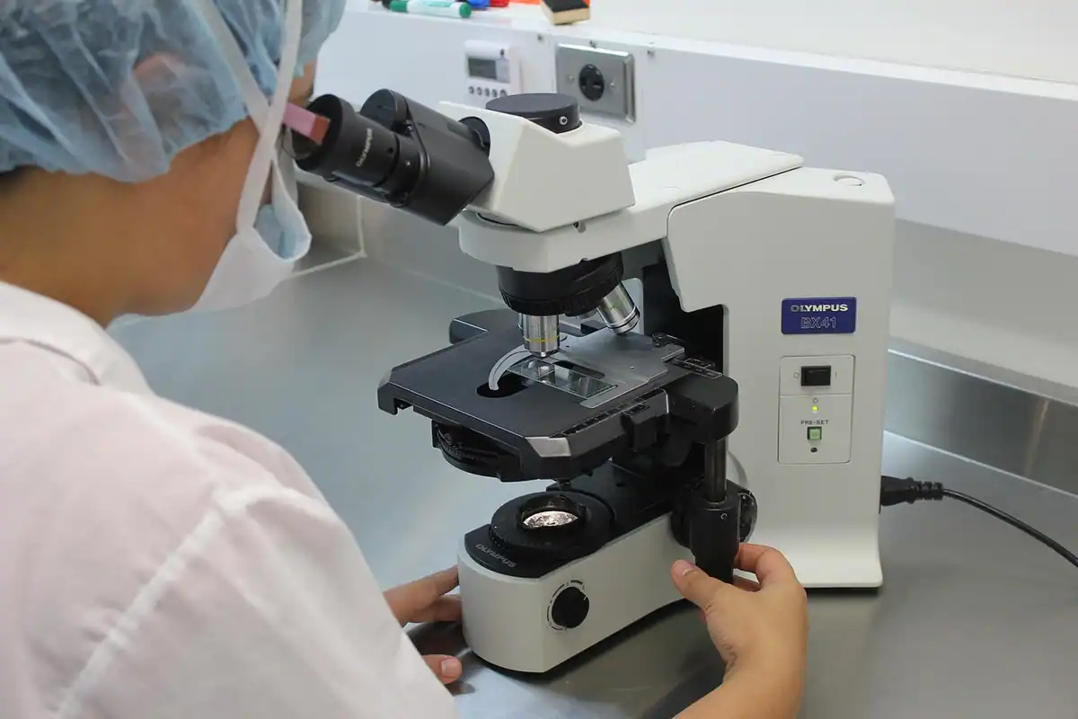 Lame de microscop așezate pe o masă de laborator, pentru analiza rezervei ovariene