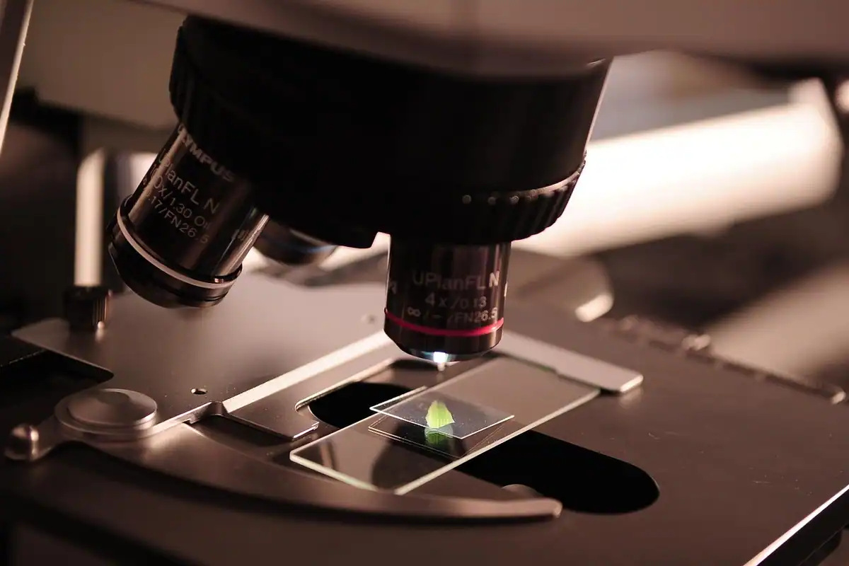 Lamă cu probă așezată sub microscop pentru identificarea bacteriilor din materiile fecale