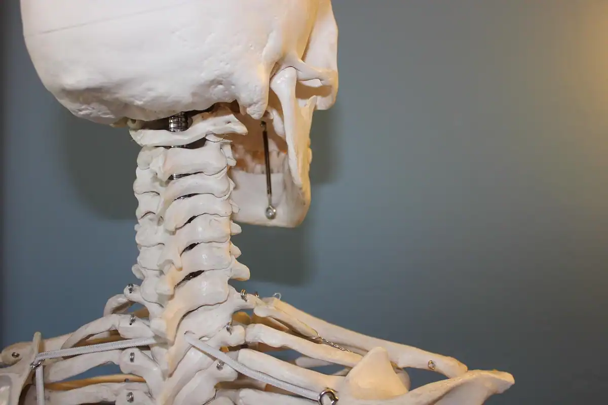 Model de schelet uman cu craniul și vertebrele cervicale, oase care depozitează calciu